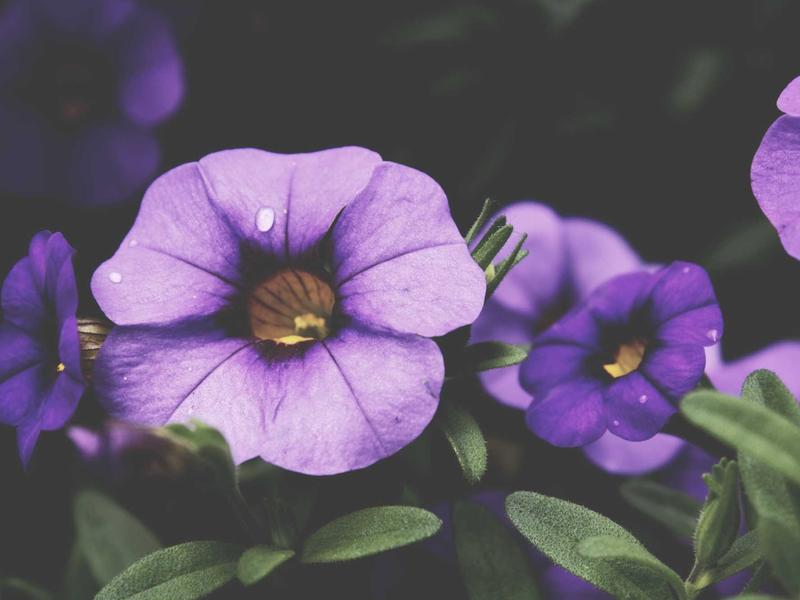 sudoku focus mode screenshot 1